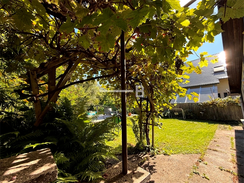 Garten Weintrauben !